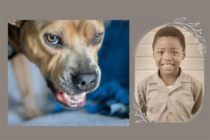 
80-Year-Old Mom Mauled to Death by Daughter’s 3 Pit Bulls Who Had History of Killing Family Pets: Cops 