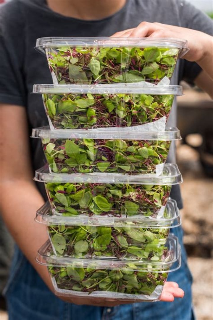 
AU researchers to study impact of microgreens on adolescents 