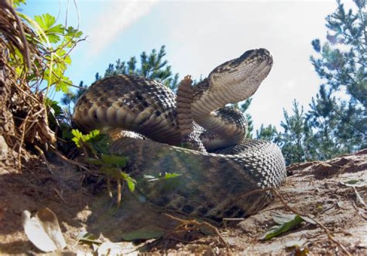 
Craig Robinson Killing It As He Nails A Snake On His Hand- His Go Big Or Go Broke Motto 