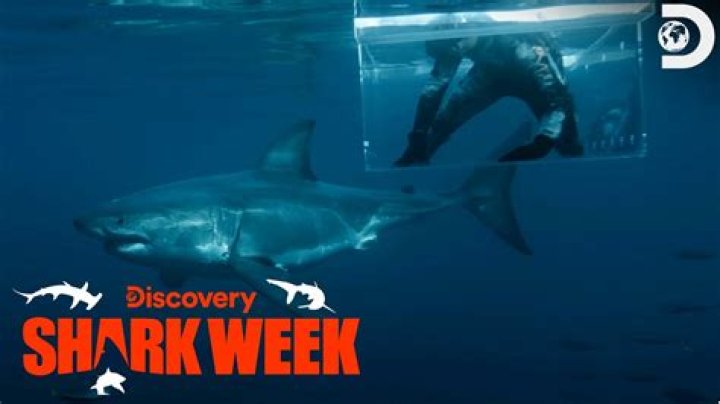 How Did Jimi Partington Have A Stroke? Shark Week’s Divemaster Story