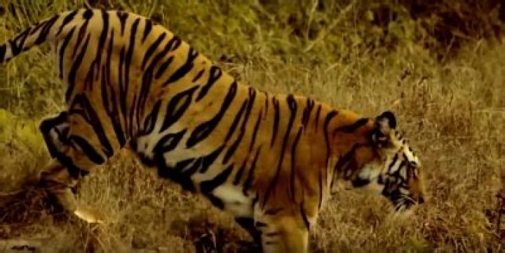 
Man-eating tiger which killed 11 people shot dead in VTR 