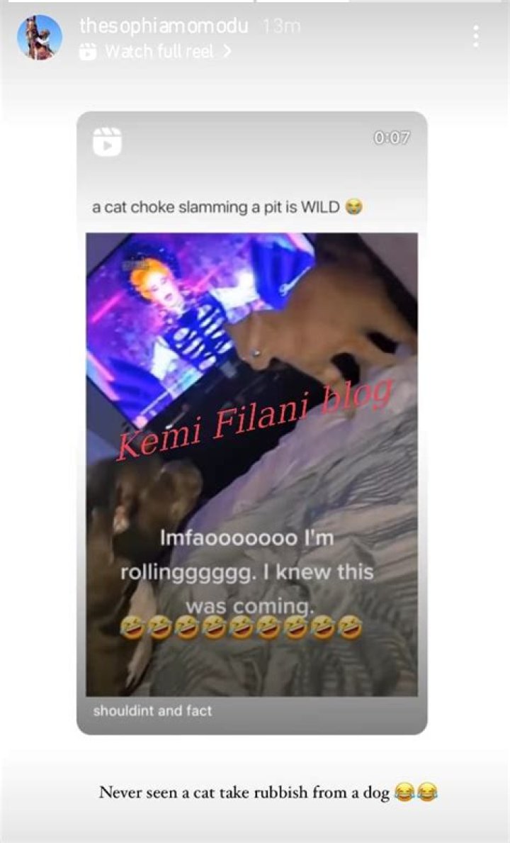 
“Never Seen A Cat Take Rubbish From A Dog” Sophia Momodu Subtly Shades Davido 