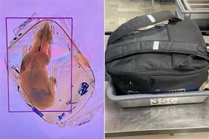 
TSA Reminds Travelers of Pet Rules After Dog Is Sent Through X-Ray Machine at Wisconsin Airport 