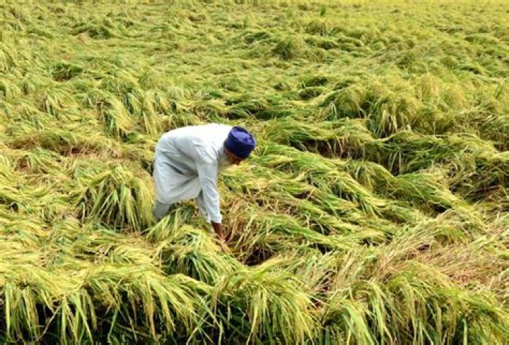 
Unexpected heavy rain dims hopes of paddy farmers in Punjab, Haryana 