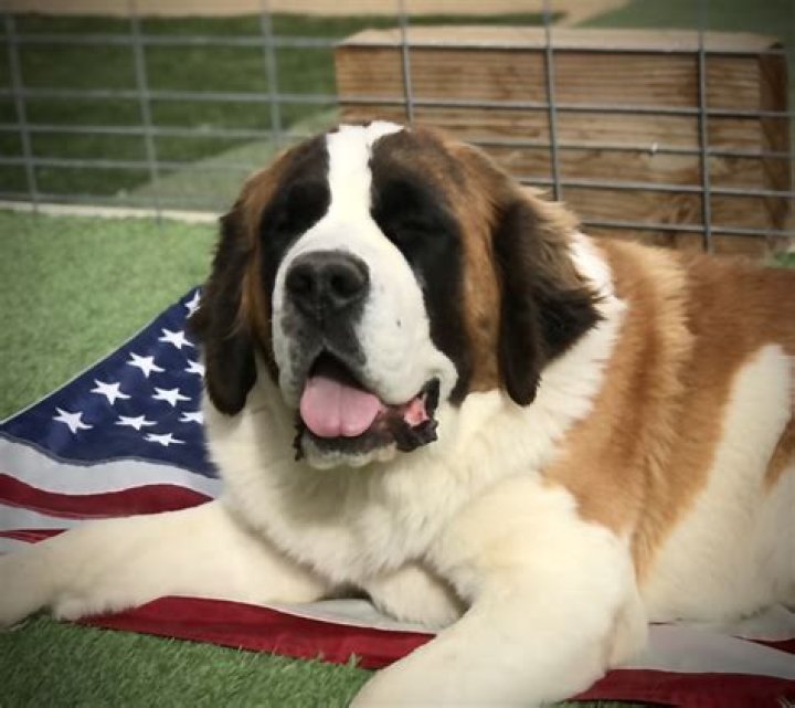 
What Happened To Bernard Cherfan? Death Of Canadian Businessman Shocks Family & Friend 